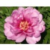 Pivonka itoh 'First Arrival' - Paeonia itoh 'First Arrival'