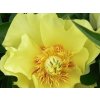 Pivonka itoh 'Going Bananas' - Paeonia itoh 'Going Bananas'