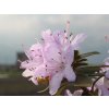 Rododendrón drobnolistý ´Moerheim´