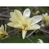 Magnólia 'Gold Star'  Magnolia 'Gold Star'