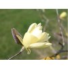 Magnólia 'Gold Star'  Magnolia 'Gold Star'