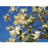 Magnólia 'Gold Star'  Magnolia 'Gold Star'