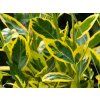 Euonymus Marieke (2)