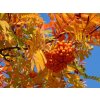 Jarabina Arnoldova 'Golden Wonder'