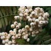 Jarabina 'White Swan'