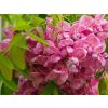 Robinia pseudoacacia Casque Rouge 'Pink Cascade'