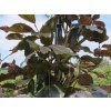 latifolia 1