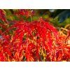 Acer Dissectum Viridis (2)
