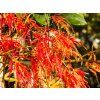 Acer Dissectum Viridis (3)