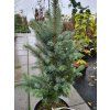 Picea pungens 'Fastigiata SDL2' (3)