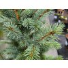 Picea pungens 'Fastigiata SDL2' (2)
