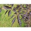 Fagus Midnight Feather (1)