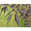 Fagus Midnight Feather (2)