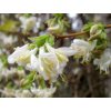 Zemolez Purpusov 'Winter Beauty'