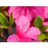 Japonská azalka 'Conny'