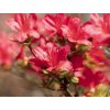 Japonská azalka 'Hino Crimson'