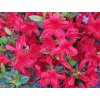 Japonská azalka 'Hino Crimson'
