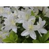 Japonská azalka 'Palestrina'