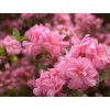rosebood 1