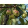 Jabloň japonská - Malus micromalus