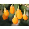 Kustovnica-Goji 'Goji Golden'