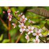 Prunus padus Colorata (2)