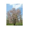 Čerešňa chľpkatá - Prunus subhirtella
