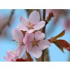 Čerešňa chľpkatá - Prunus subhirtella