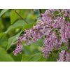 Syringa Andrej (2)