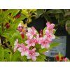 Weigela Bouquet Rose (2)