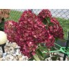 Hortenzia metlinatá FRAMBOISINE 'Rensam'