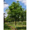 catalpa2