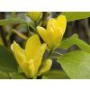 Magnolia Butterflies (1)