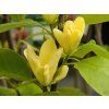 Magnolia Butterflies (2)