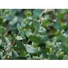 Eucalyptus gunnii (1)