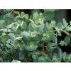 Eucalyptus gunnii (3)