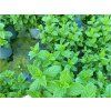 Mäta huňatá  Mentha x rotundifolia