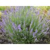 Levanduľa úzkolistá 'Dwarf Silver' - Lavandula angustifolia 'Dwarf Silver'