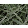 Levanduľa úzkolistá 'Dwarf Silver' - Lavandula angustifolia 'Dwarf Silver'