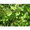 ulmus 2
