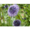 globularia 1