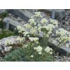 Lomikameň Baldensis - Saxifraga Baldensis