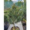 Borovica pyrenejská 'Hora Sv. Šebestiána'