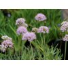 Cesnak šerý (horský) - Allium senescens