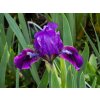 Kosatec nízky 'Brannigan' - Iris barbata nana 'Brannigan'