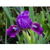Kosatec nízky 'Brannigan' - Iris barbata nana 'Brannigan'