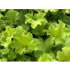 Heuchera 'Rex Lime'- Heuchera 'Rex Lime'