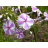 Flox maculata ´Natascha´ - Phlox maculata  ´Natascha´