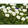 Lomikameň Arendsov 'White Star' - Saxifraga x arendsii 'White Star'