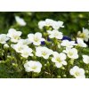 Saxifraga White Star (2)